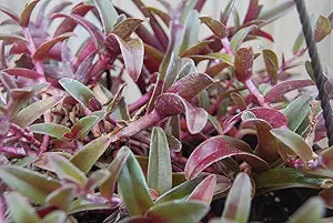 2 Cyanotis obtusa Cuttings Unrooted | Purple & Green Wandering Jewel | Tradescantia Companion | Rare Trailing Houseplant