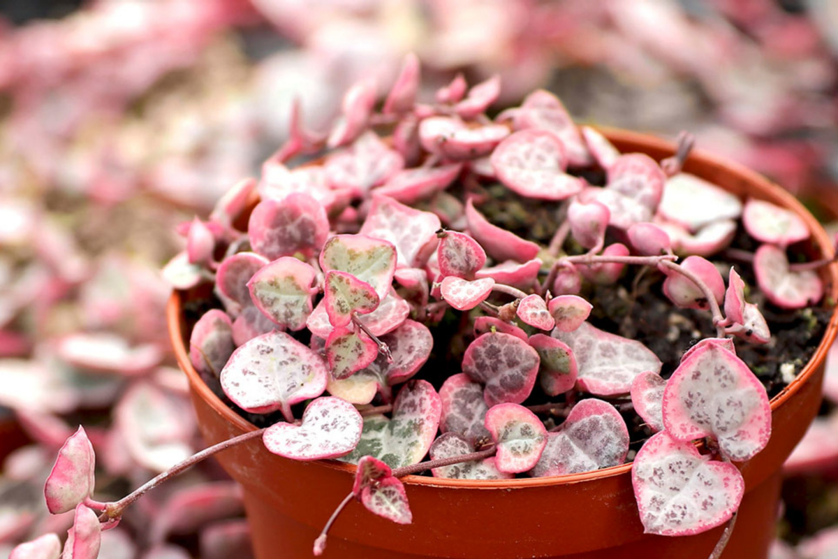 Variegated String of Hearts Cutting - Ceropegia Woodii in Prop Cup, Easy to Grow