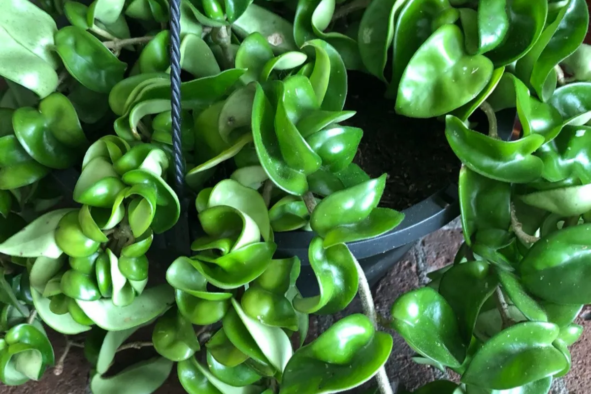 Hoya Hindu Rope Plant Cuttings | Unrooted 4-Inch Cuttings | Unique Indoor Plant | Easy Care | Lush Green Foliage