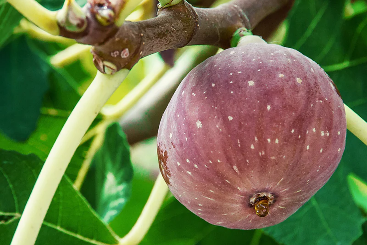 10 Chicago Hardy Fig Tree Cuttings 9"-10", 5+ Nodes Each, Cold-Resistant & Fast-Growing Fig for Temperate Climates