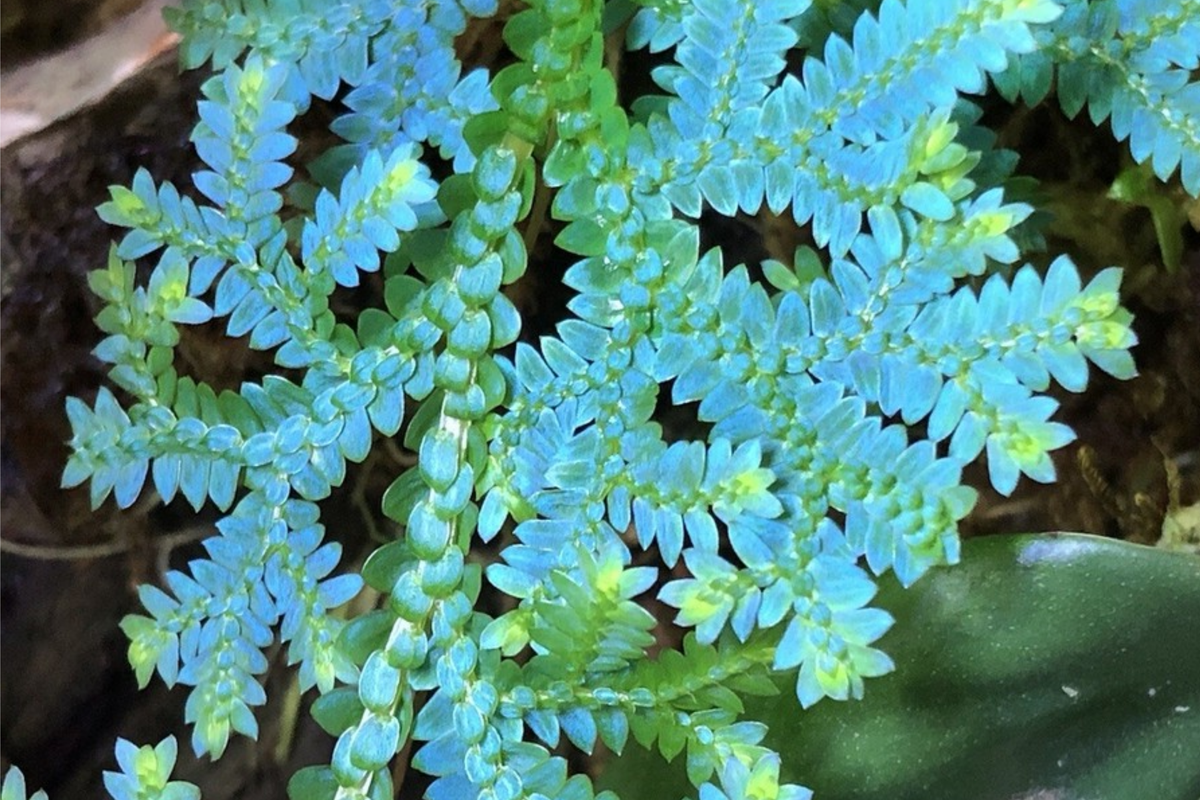 Peacock Spikemoss Rainbow Fern Cutting - Selaginella Uncinata for Terrariums, 5" Portion with Roots