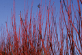 Red Osier Dogwood Cuttings | 4 No Roots| Native Shrub for Hedges, Wildlife, and Pollinators | Hardy Zones 2-7
