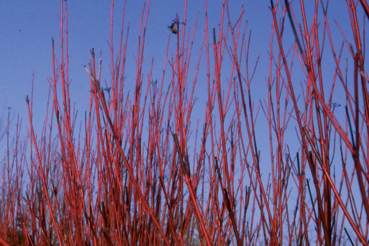 Red Osier Dogwood Cuttings | 4 No Roots| Native Shrub for Hedges, Wildlife, and Pollinators | Hardy Zones 2-7