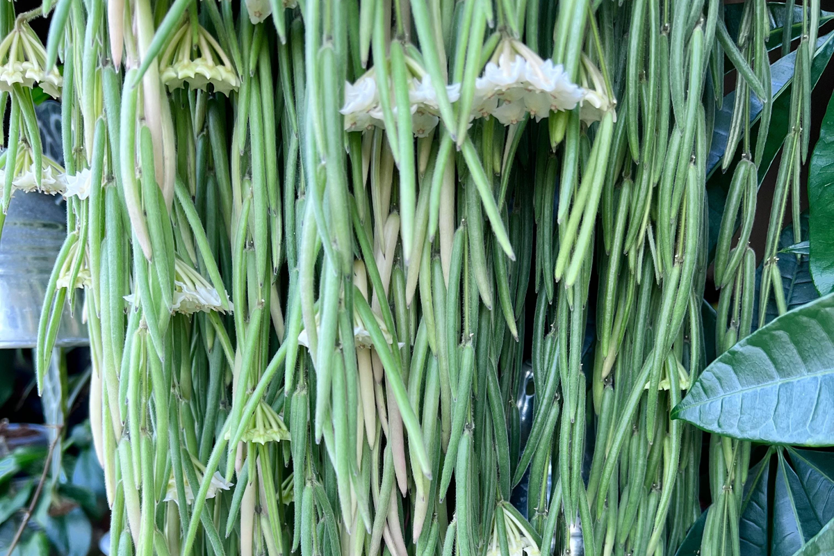 Hoya Linearis Starter Plant In 2 Inch Pot | Wax Plant Vine | Indoor/Outdoor Easy-Care Houseplant | Thrives in Low Light