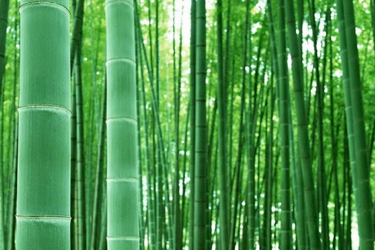 1 Bamboo Plant 12’-24’ - Live Bambusa vulgaris | Vibrant Tree for Gardens, Privacy Screens, and Sustainable Landscapes