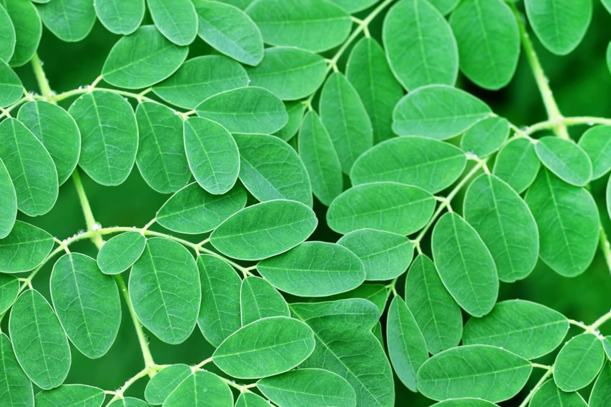 Moringa Tree Starter Plant - Live Miracle Tree 3’-4’ Tall | Highly Nutritious Superfood | Easy Care & Fast Growing for Gardens