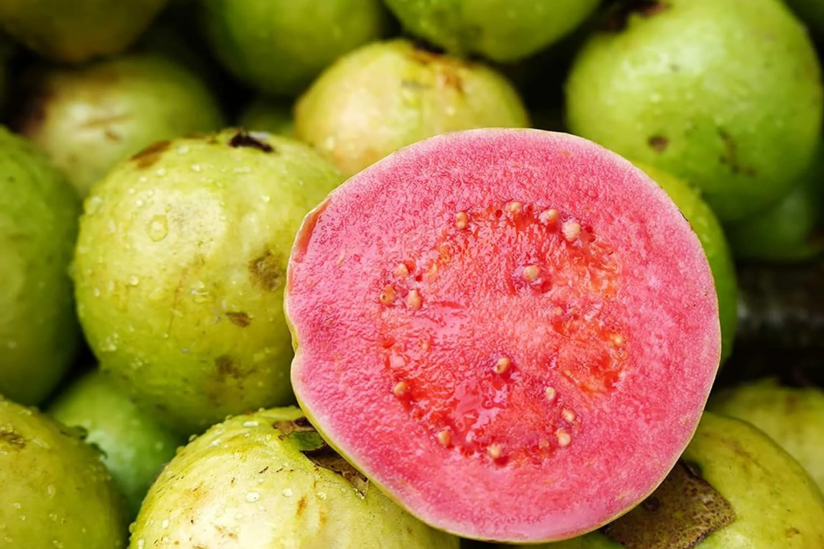 1 Red Guava Tropical Fruit Tree (Psidium guajava) 12"-24" - Sweet, Nutrient-Rich, Tropical Delight for Gardens