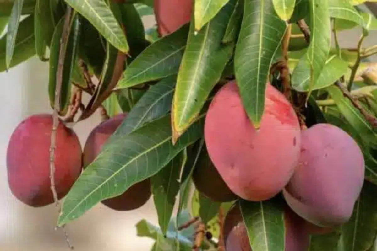 Grafted Mango Haden Tree (Mangifera) Starter 3’-4’ - Juicy, Sweet & Tangy Tropical Fruit Tree for Gardens
