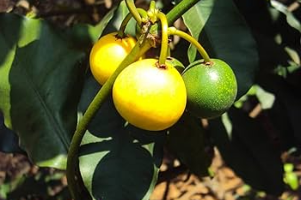 1 Lemon Drop Mangosteen Tree (Garcinia intermedia) Live Starter Plant 3’-12’ - Tangy Tropical Fruit for Gardens & Culinary Creations