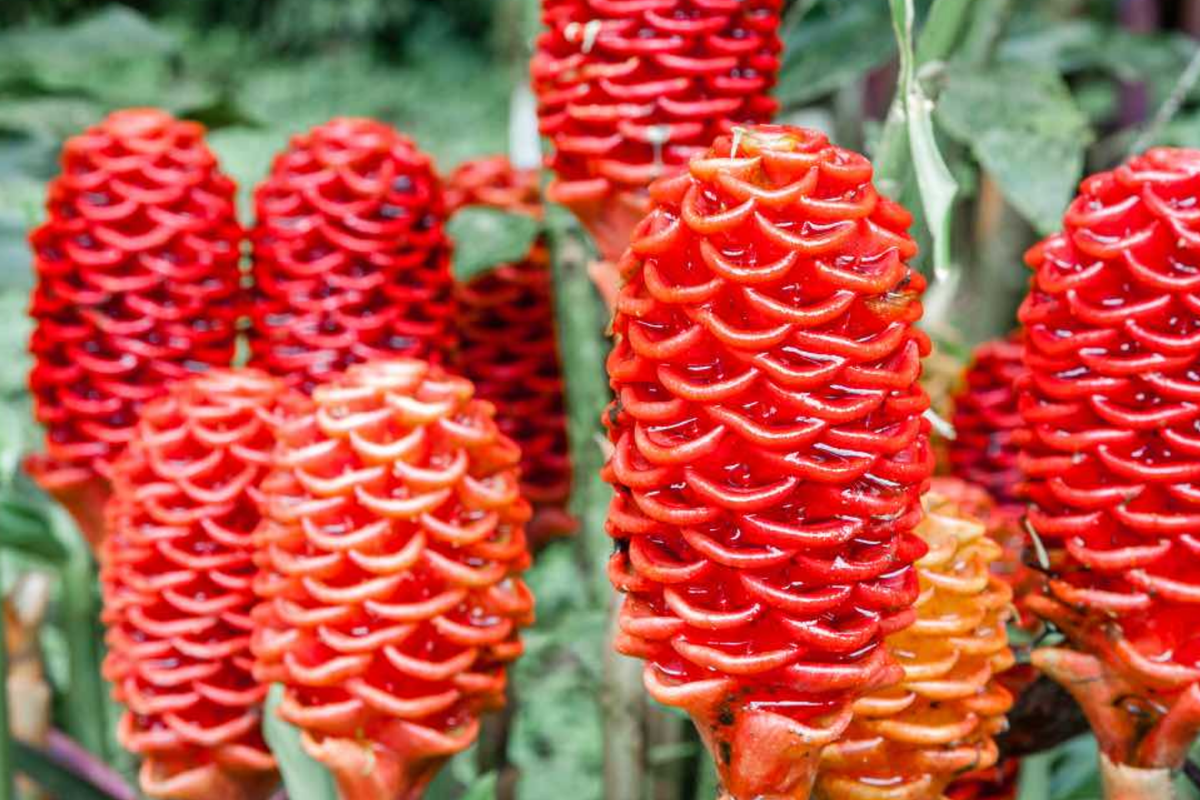 Pinecone Ginger Plant (Zingiber zerumbet) Tropical Ornamental Live Starter | Vibrant Cone-Shaped Flowers & Glossy Foliage