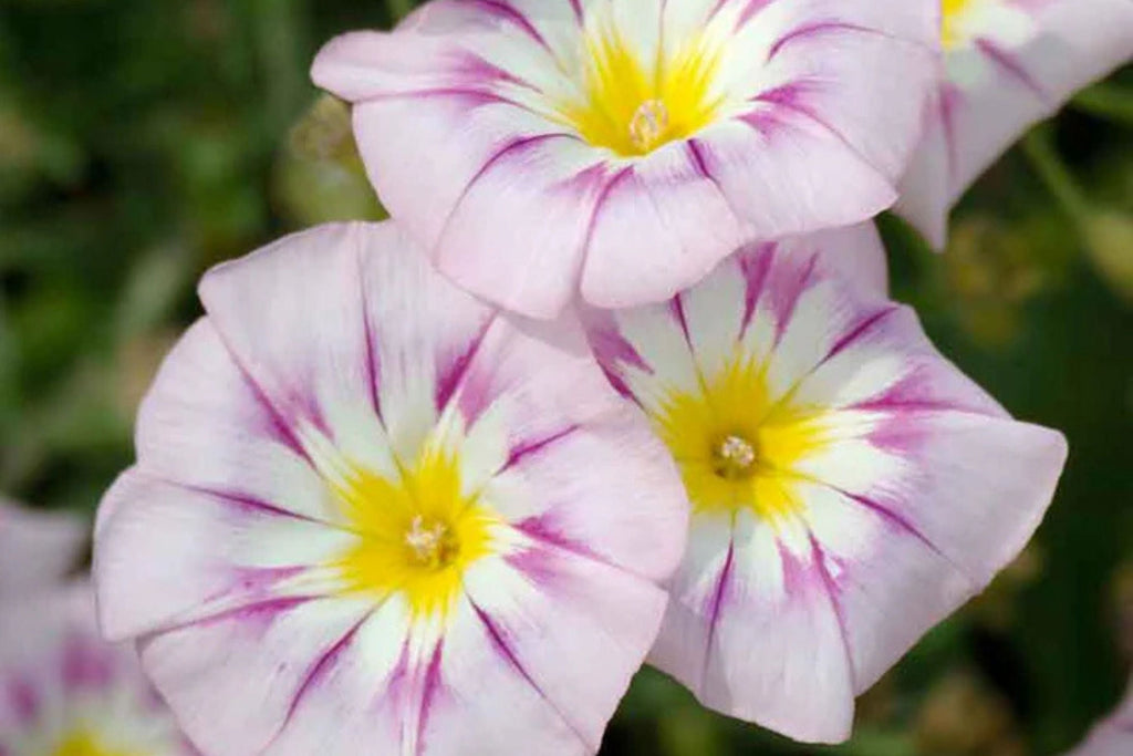 Rose Ensign Dwarf Morning Glory Seeds | Pink/Red Blooms | Compact 8” Tall | Long Blooming | Attracts Pollinators |