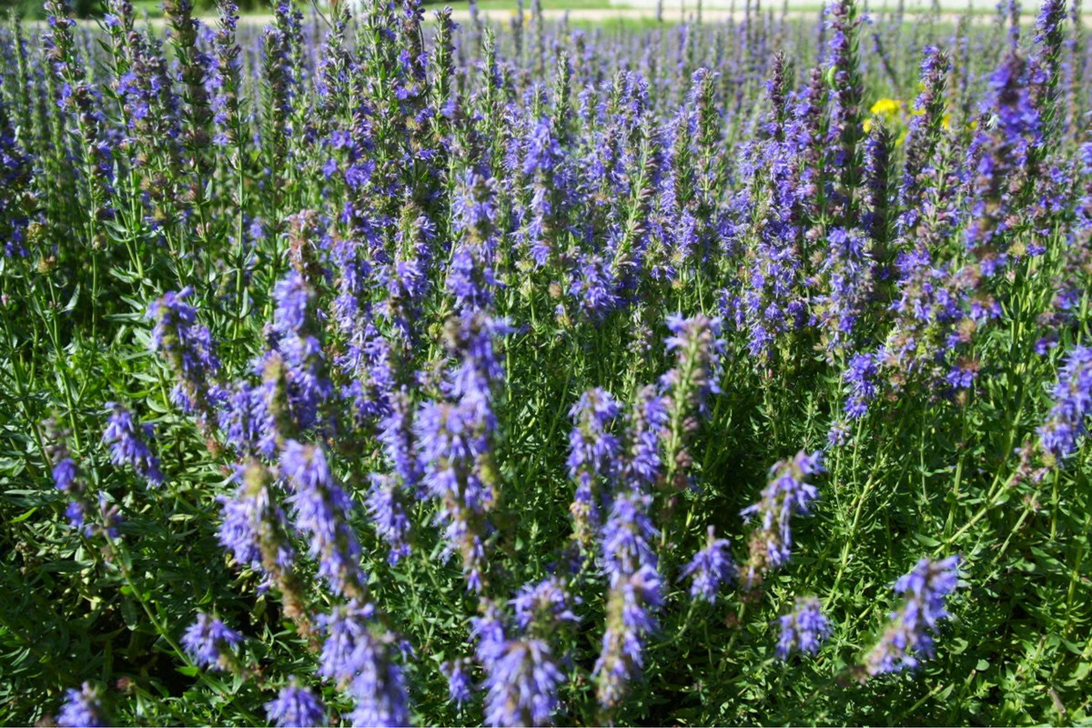 Hyssop Seeds - 500+ Non-GMO Heirloom Medicinal Herb Seeds for Garden - Hyssopus officinalis