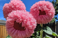 50pcs Rare Pink Giant Teddy Bear Sunflower Seeds - Unique Fluffy Blooms, Heirloom Variety, Easy to Grow