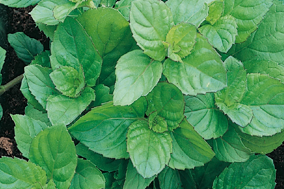 30mg Peppermint Herb Seeds | Mentha x piperita Fresh Aromatic Mint | Culinary & Medicinal Garden Herb