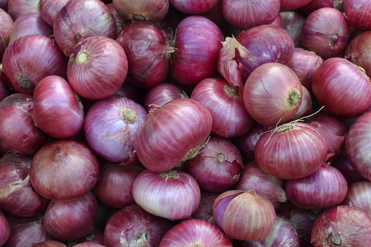 250mg Red Grano Onion Seeds | Allium cepa Vegetable | Mild Sweet Flavor, Red Skin, Easy Growing Garden Favorite