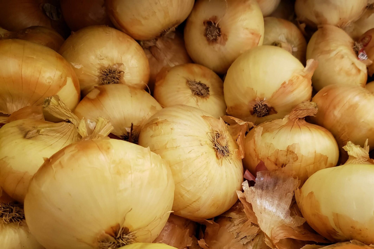 250mg Onion Texas Grano 502 Seeds Allium cepa | Sweet Globe Onion, Non-GMO, Fast-Growing, Ideal for Mild Flavors and Fresh Use