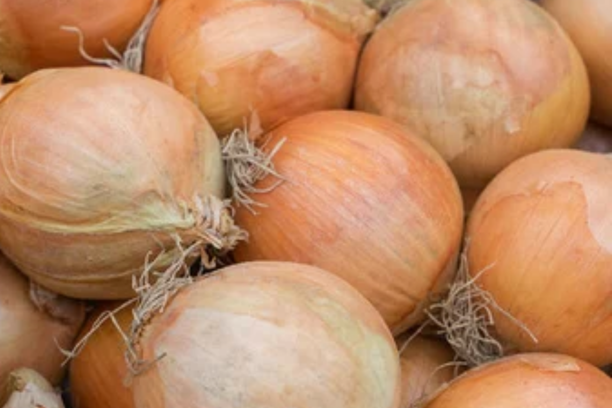 250mg Onion Blanco Duro Seeds Allium cepa | White Globe Onion, Non-GMO, Crisp Flavor, Ideal for Fresh Cooking and Long Storage