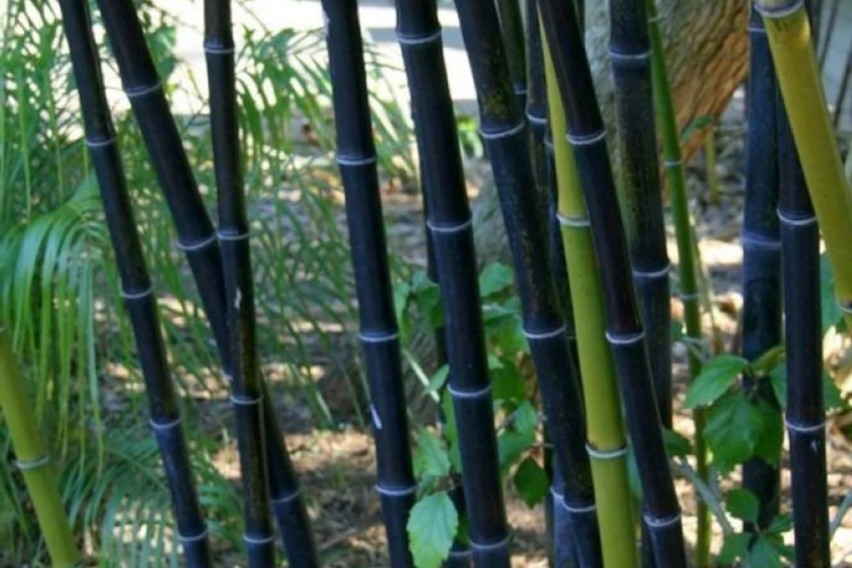 2 Live Bare Root Rhizomes Black Timber Bamboo, Phyllostachys nigra, Hardy Ornamental Bamboo, Fast-Growing