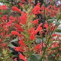1 Agastache Kudos Red Live Plant 3–6” Tall - Bareroot Hummingbird Mint - Perennial for Pollinators - Zones 5–10