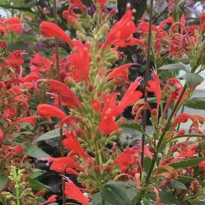 1 Agastache Kudos Red Live Plant 3–6” Tall - Bareroot Hummingbird Mint - Perennial for Pollinators - Zones 5–10