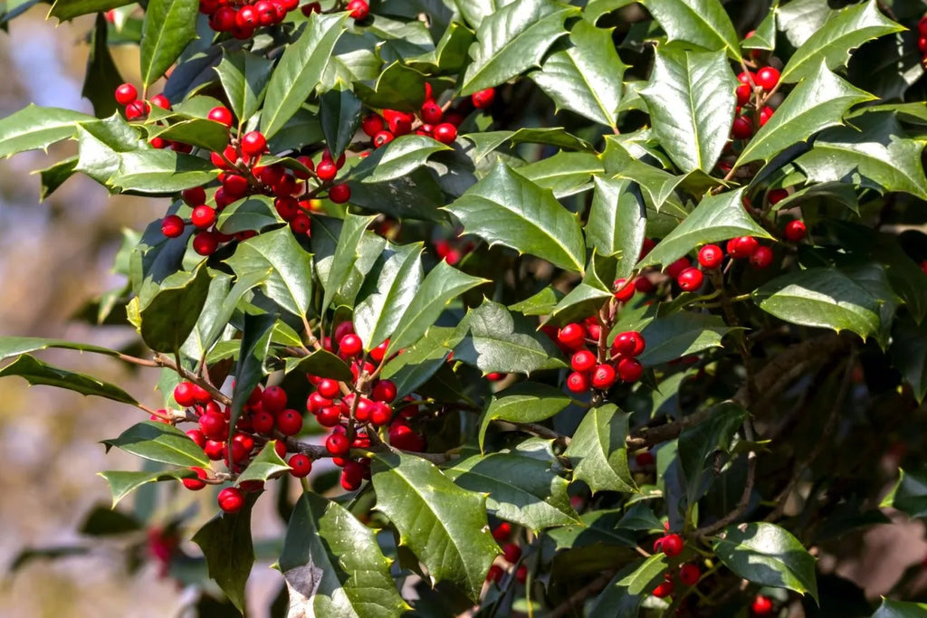 15 American Holly Cuttings (Ilex opaca) | Organic, Fresh, Unrooted | Evergreen Tree Starts | Christmas Holly | Live Plant