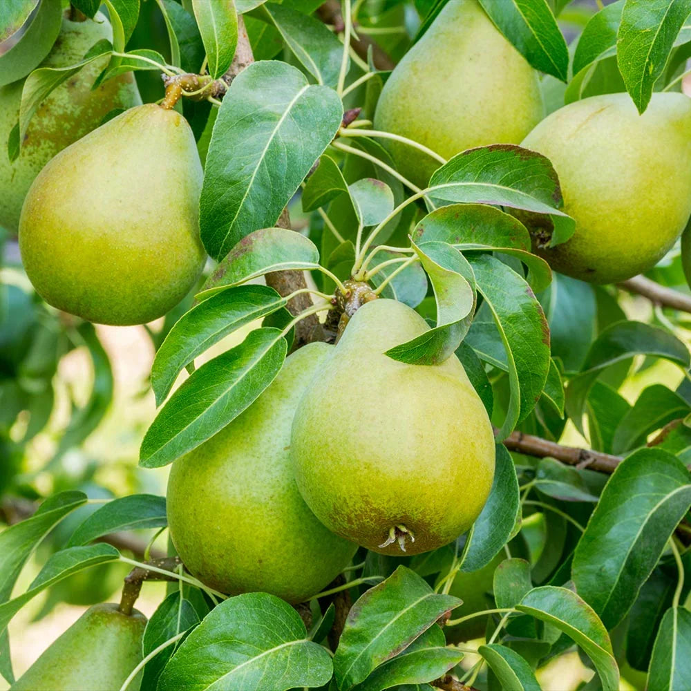 10 Bartlett Pear Tree Cuttings (Unrooted) – Large Fresh Scion Wood for Rooting, Grafting & Propagation – Pyrus communis