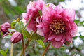 Hellebore ‘Maid of Honor’ (Helleborus x hybridus) – Gal Size, Viable Root System, Untrimmed Foliage, Lenten Rose Perennial