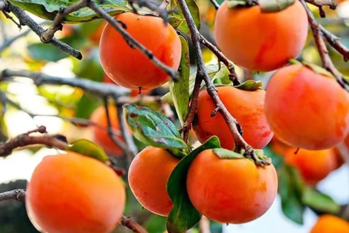 Eureka Persimmon Tree – 1 Live Plant up to 2ft Tall – Diospyros kaki Fruit Tree, Sweet Edible Asian Persimmon, Cold Hardy Starter