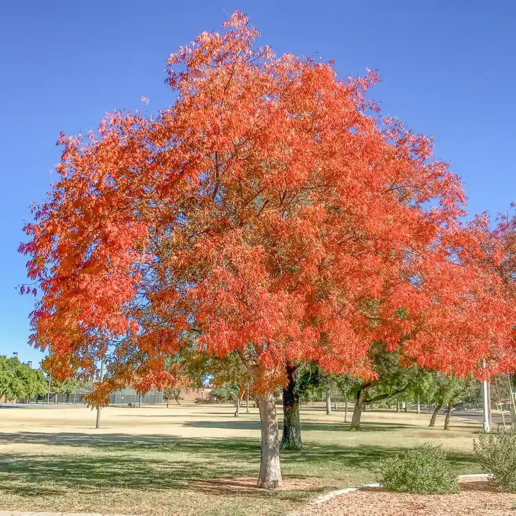 1 Live Chinese Pistache Tree (Pistacia chinensis) 18” Tall Bareroot | Brilliant Fall Colors | Hardy Ornamental or Bonsai Tree