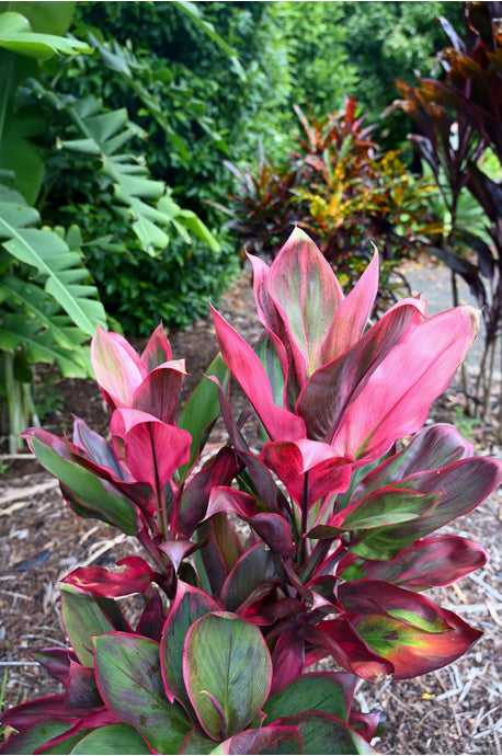 3 Hawaiian Ti Leaf Cuttings – Cordyline fruticosa Hybrid Mix – 6" Fresh Starter Logs in Green, Pink & Red for Tropical Gardens & Containers