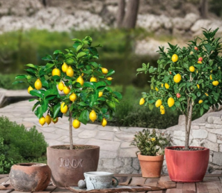 Meyer Lemon Tree Live Citrus Plant 16 to 24 Inch Tall Potted Fruit Tree for Containers or Garden