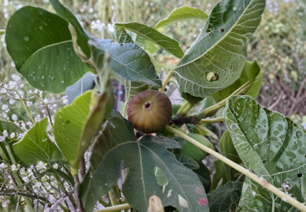 10 Olympian Fig Tree Cuttings Unrooted Ficus Carica Fresh Stems for Grafting or Rooting