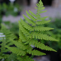 5 Leatherwood Fern (Dryopteris marginalis) | Bare Root Hardy Fern | Native Woodland Shade Perennial | Deer Resistant