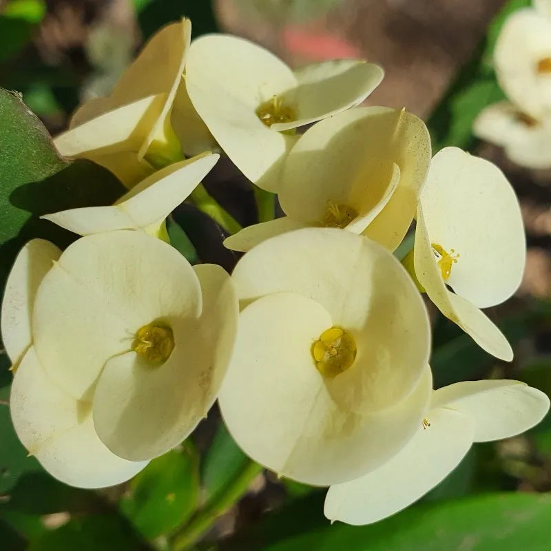1 Large-Flower White Crown of Thorns Cutting | Euphorbia milii | Live Unrooted Succulent Stem | Ornamental Plant Propagation
