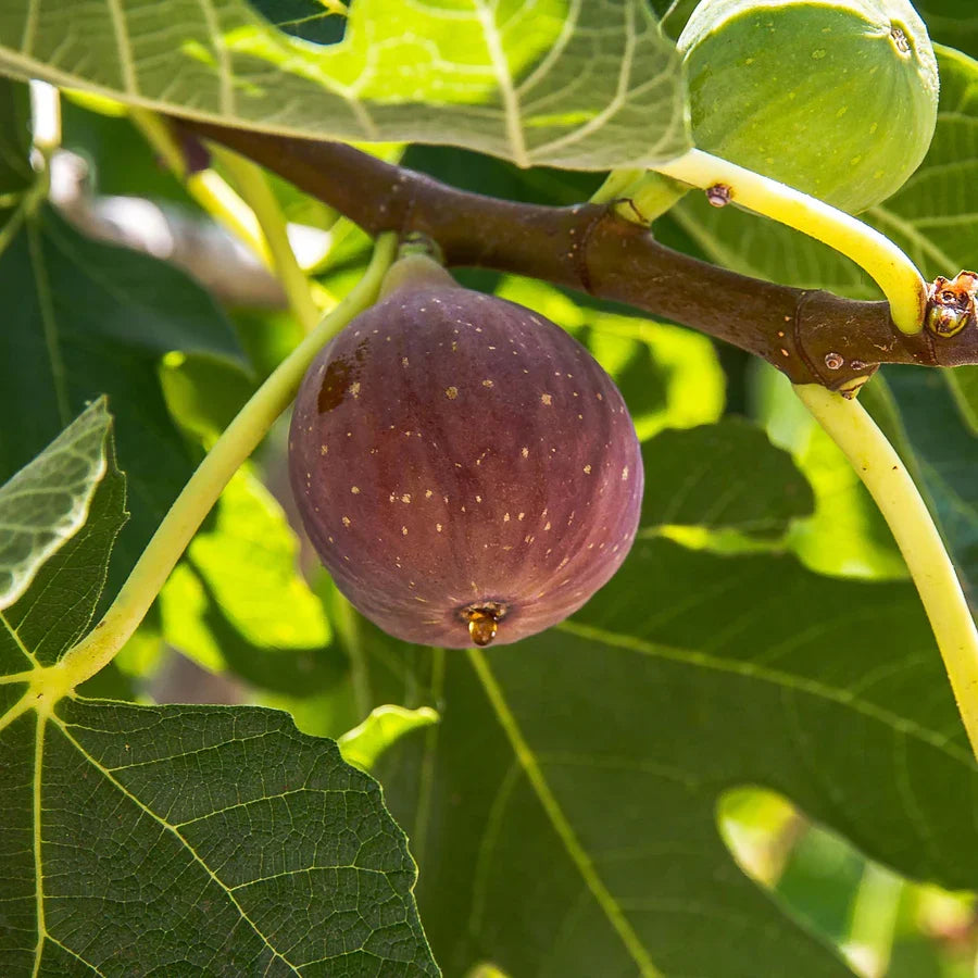 1 Fignomenal Dwarf Fig Tree | Ficus carica | Live Bare Root Starter Plant for Patio, Container, Small Garden | Sweet Compact Fruit