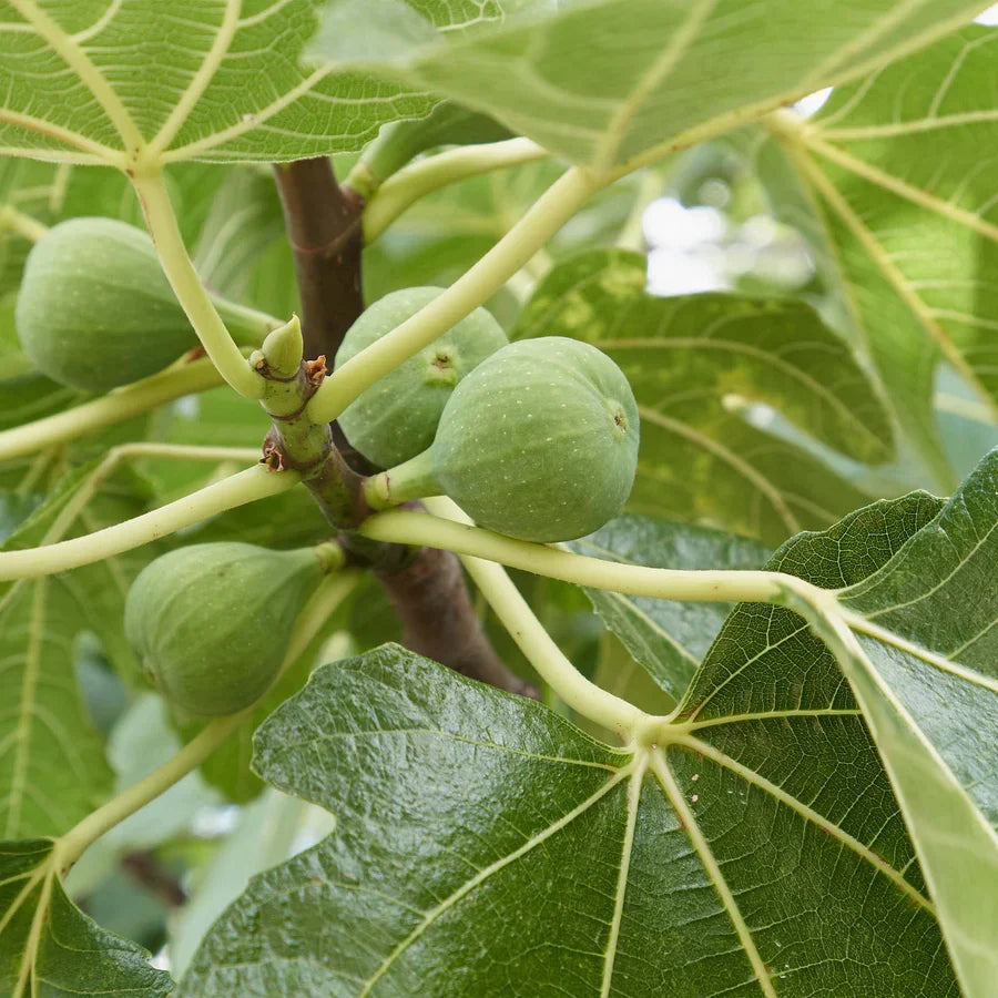 Italian Honey Fig Cuttings (Ficus carica) 6–8 Inch Unrooted – For Rooting or Grafting, Sweet Organic Fruit Tree Scion