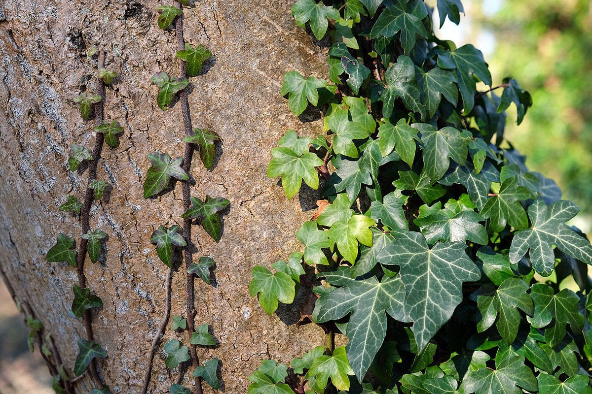 5 English Ivy Rooted Plants | Live Hedera helix Vines | Lawn Cover, Living Fence, Patio Pot Plant, Fast Growing Evergreen Groundcover