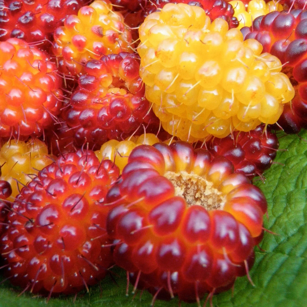 Salmonberry Root Cuttings (Rubus spectabilis), 5 Rhizomes, 4-5" Long, USDA Zones 4-9, Partial Shade