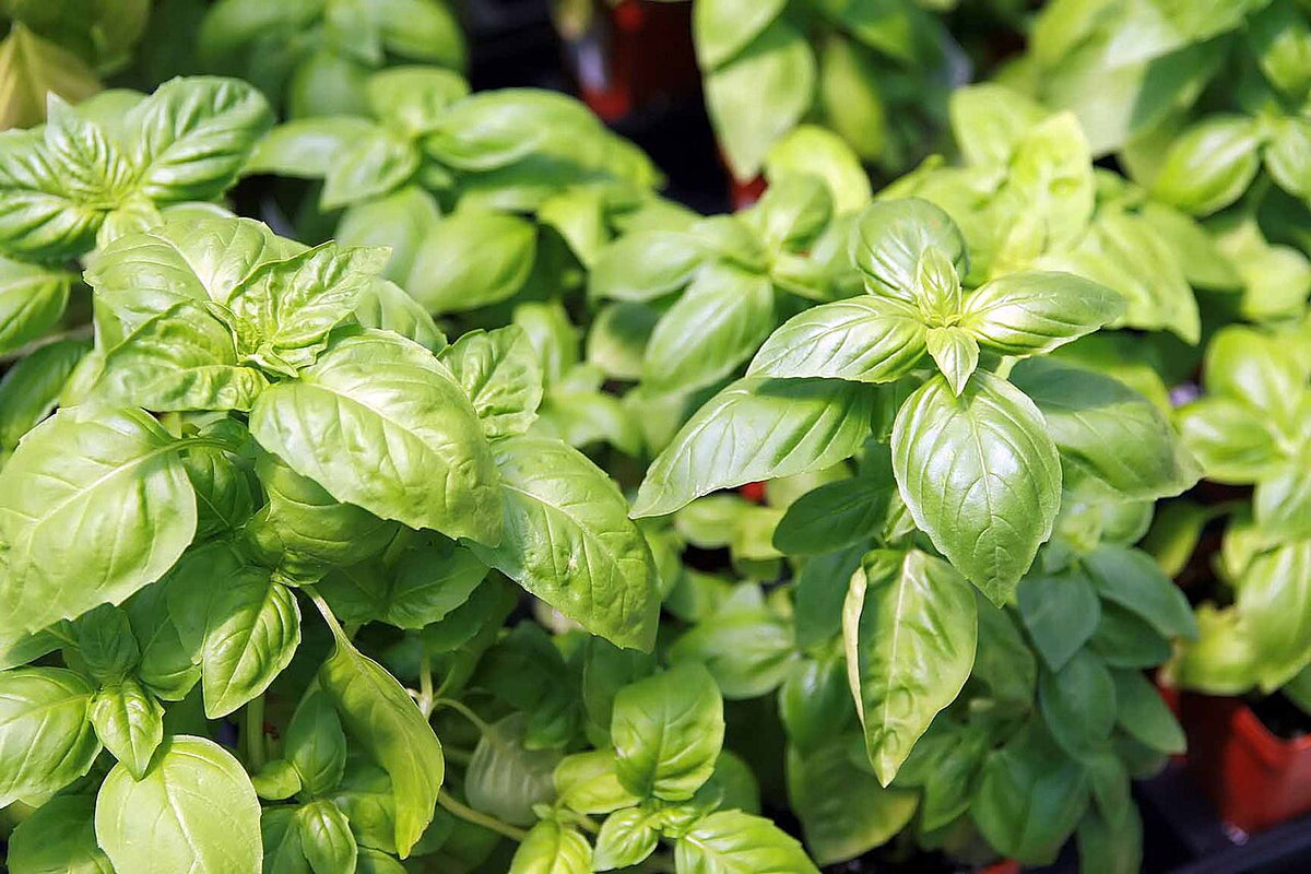 2 Live Ocimum Basil Plants – 'Húng Trắng' 6–8” Bareroot | White Vietnamese Basil, Aromatic Culinary Herb, Rare Variety