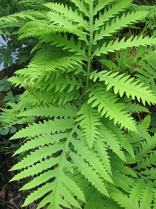 3 Sensitive Fern (Onoclea sensibilis) Bare Root Plants | Native Perennial Fern | Shade Garden Ground Cover | Moist Woodland