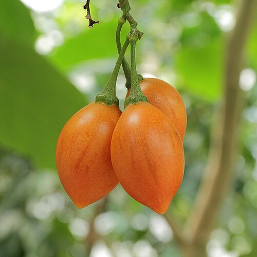 6 Rare Solanum betaceum 'Camo' Tree Tomato Cuttings | Unrooted Tamarillo Variety | Exotic Fruit Plant, Striped Tamarillo, Fast Grower