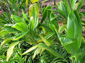 10 Hawaiian Ti Leaf Cuttings – Cordyline fruticosa Live 6" Starter Logs – Tropical Plant Stems for Landscaping, Pots & Garden Borders
