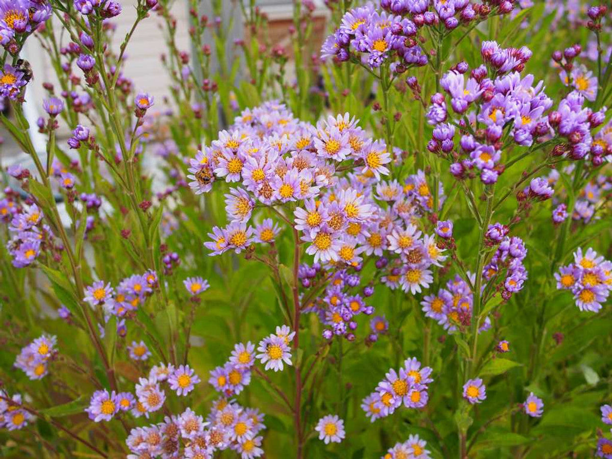 6 Tatarian Aster Plants or Roots – Hardy Perennial Lavender Blooms – Healthy Live Starters for Fall or Spring Planting