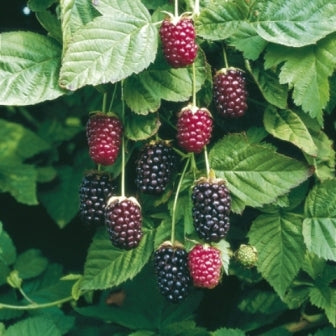 1 Boysenberry Plant | Live Bare Root Starter | Thornless Berry Bush – Sweet-Tart Hybrid Blackberry x Raspberry Vine