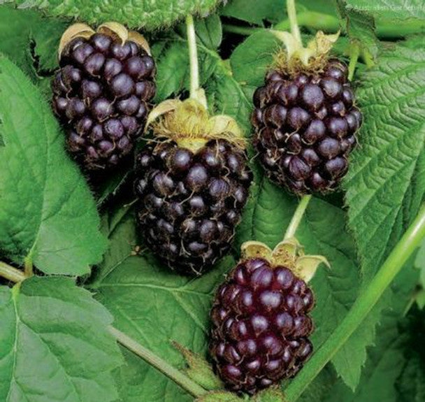 Boysenberry Plant – Rubus Hybrid Live Bare Root Vine | Easy-to-Grow Starter for Patio, Garden, or Orchard | Sweet Juicy Berries