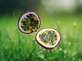 1 Live Plant Passion Fruit Possum Purple Passiflora edulis Vine Edible Fruit