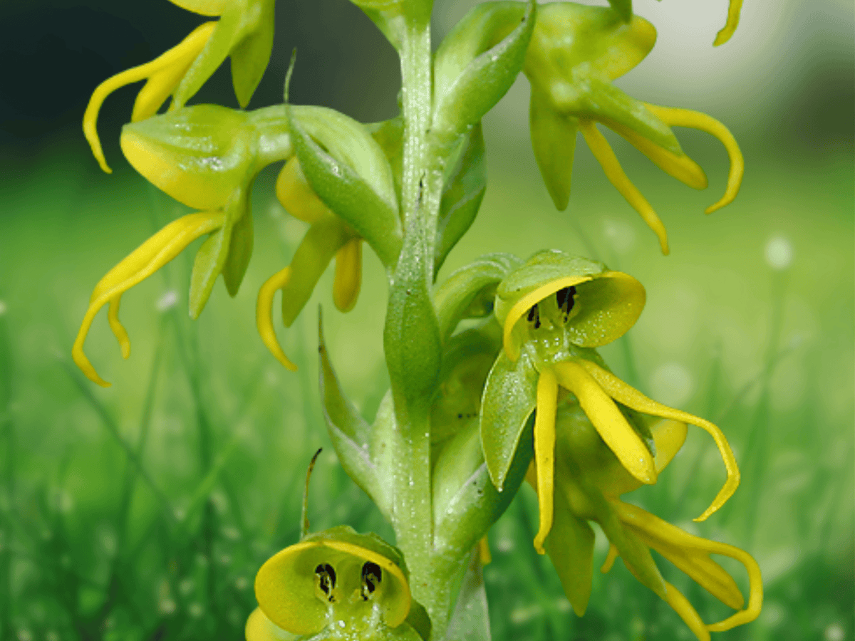 10 Seeds Habenaria unalascensis Alaskan Bog Orchid Terrestrial Hardy Orchid