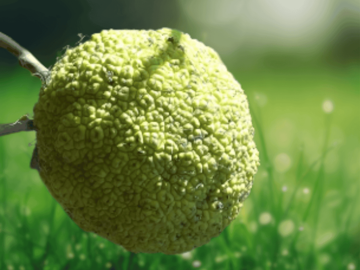 1 Live Plant Osage Orange Maclura pomifera 1 Year Old Bare Root Tree