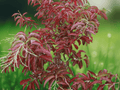 10 Seeds Sourwood Tree (Oxydendrum arboreum) Ornamental Fall Color Seeds