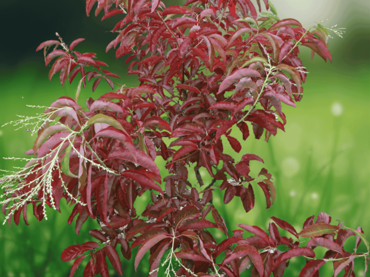 10 Seeds Sourwood Tree (Oxydendrum arboreum) Ornamental Fall Color Seeds